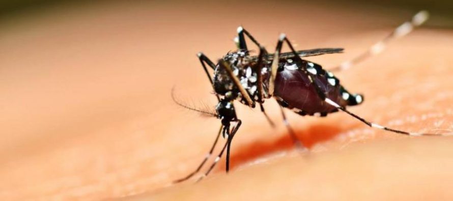 [CABA] Denuncian inacción de la Ciudad contra el avance del Dengue