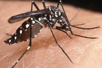 [Lomas de Zamora] Campaña de prevención del dengue. Capacitación