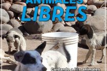 [Mendoza] Campaña Animales Libres